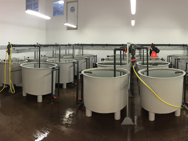 1m3-vol-hatchery-tanks