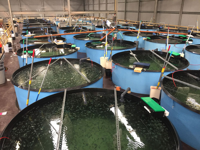 free-standing-hatchery-tanks