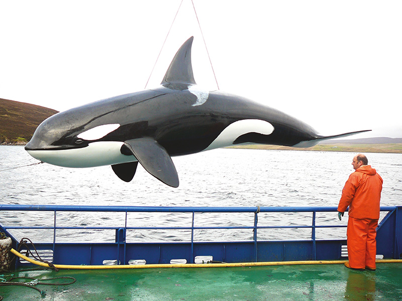 800x600px38 Orca